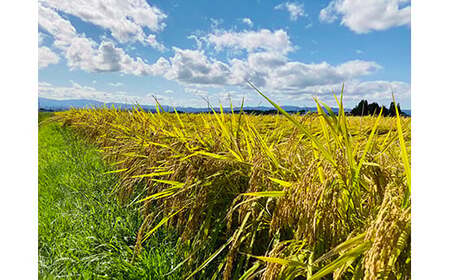 【令和7年度産】米食味鑑定士厳選 新庄産米「あきたこまち」（精米） 5kg 米 お米 おこめ 山形県 新庄市 F3S-2561