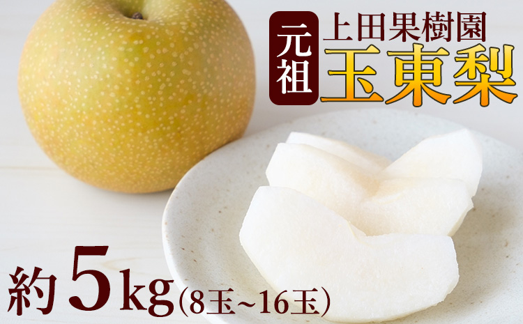 上田果樹園の元祖！玉東梨(旬の品種をお届けします)約5kg(8玉-16玉)熊本県玉名郡玉東町 なし 果物 スイーツ デザート 《7月下旬-9月下旬頃出荷》