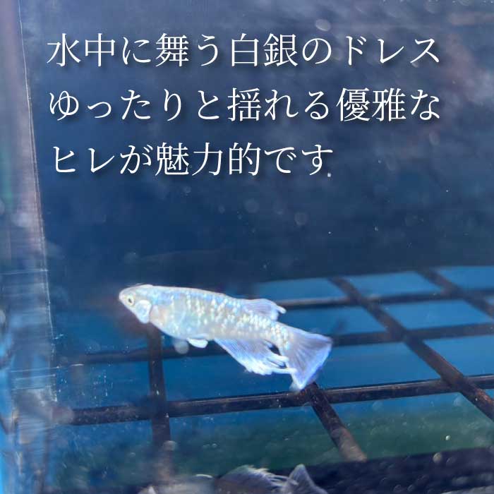 プラチナロングフィン 2匹（雄・雌 各1匹）めだか メダカ 飼育 生体 観賞魚 魚 ペット おまかせ ミックス おすすめ 水槽 インテリア 生物 鑑賞 熱帯魚 アクアリウム 熱帯 淡水魚 243003