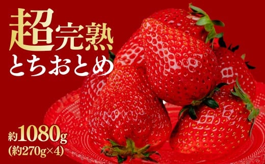 【先行受付：1月中旬以降発送】いちご 鈴木ファームの完熟＆朝摘み とちおとめ レギュラーサイズ 約270g × 4パック 合計 約1080g | いちご イチゴ 苺 とちおとめ 完熟 果物 甘い あま