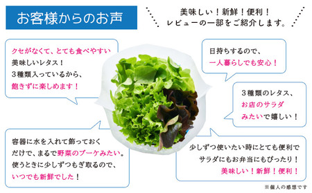 野菜 サラトリオ 12個セット　野菜 レタス