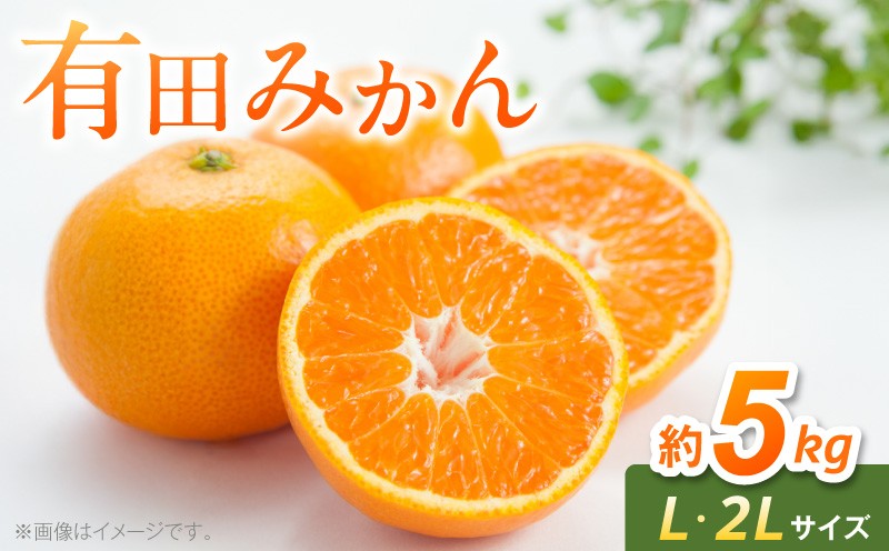 
                  【2026年先行予約】 有田みかん 約 5kg L 2Lサイズ 混合 段々畑 太陽の恵み 和歌山県産 みかん 柑橘 フルーツ 果物 デザート お取り寄せ グルメ まとめ買い用 和歌山県 湯浅町 送料無料 _BF6070
                