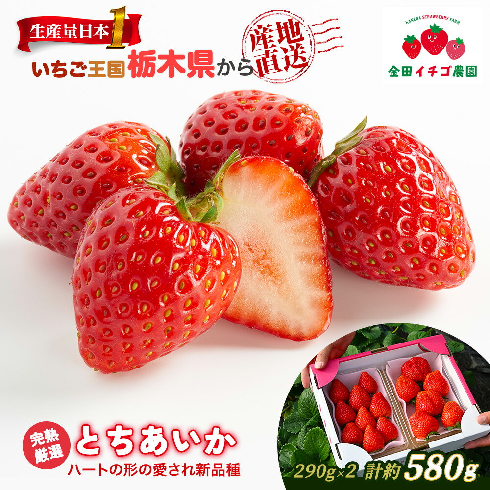 【ふるさと納税】【数量限定】 とちあいか 580g (290g×2パック) | いちご イチゴ 苺 大粒 大きい 赤い 甘い 完熟 厳選 評判 新鮮 フルーツ 果物 スイーツ ジャム アレンジ 好評 人気 アフター対応あり 生産量 日本一 栃木県産 糖度 濃厚 栃木県 ※2026年12月～発送