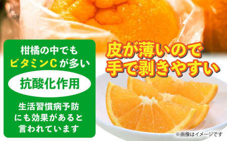 【先行予約】不知火 約8kg 【くまふる】　[ZBG011]