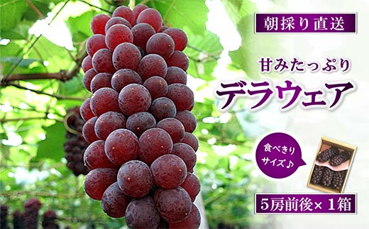 【令和7年産先行予約】 朝どりデラウェア 1箱 (5房前後入り) 《令和7年7月中旬～発送》 『漆山果樹園』 葡萄 ぶどう ブドウ 種なし 新鮮 果物 フルーツ デザート 山形県 南陽市 [660]