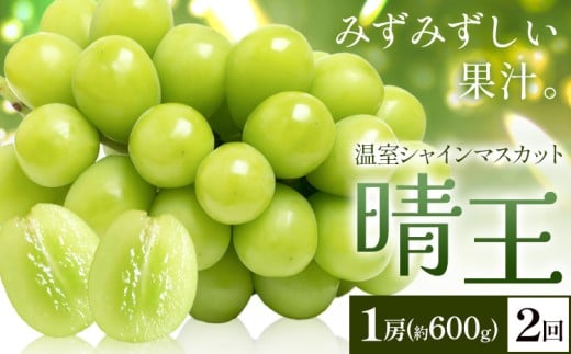 【2026年発送先行予約】シャインマスカット 温室 晴王 1房(約600g) 2回お届け シャイン マスカット《2026年7月中旬-8月中旬頃出荷》晴レ乃青果　(岡山中央卸売市場店(富士紙工 有限会社)) 送料無料 岡山県 浅口市 フルーツ 果物 岡山県産【配送不可地域あり】