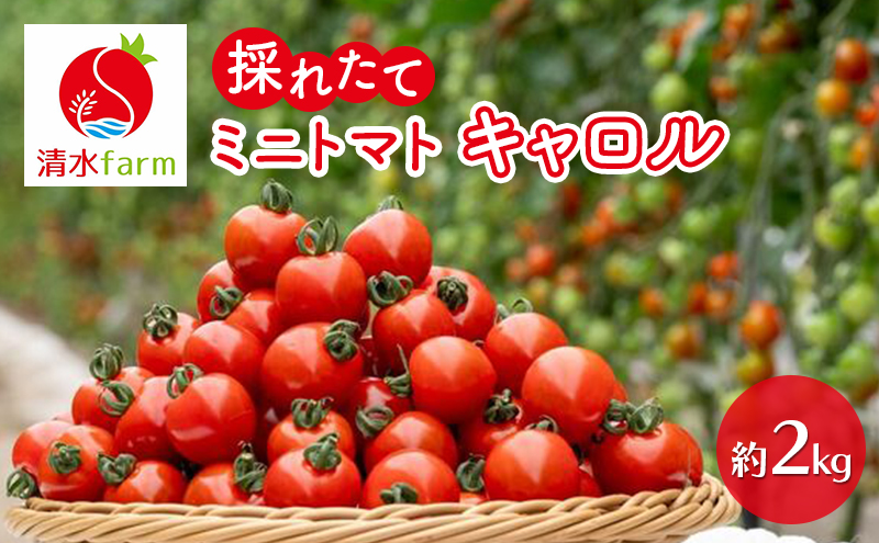 【2026年7月発送】富良野産 採れたて直送! ミニトマト キャロル10 【約2kg】 (清水farm) トマト ミニトマト とまと 野菜 新鮮 甘い 季節限定 北海道 富良野 ふらの