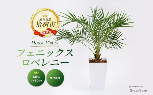 
                  2026年1月中旬～発送【観葉植物】フェニックス・ロベレニー60cm～80cm(Green Base/IB003-004) 南国鹿児島県で育った 観葉植物！植物 鉢付 インテリア 室内 オフィス おしゃれ プレゼント ギフト 開店祝い 移転祝い マイナスイオン【配送不可地域：北海道・沖縄県・離島】
                
