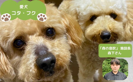 まつのジビエ FOR DOGS（カット肉250g×3P）◇｜ジビエ 鹿 しか シカ 鹿肉 カット肉 珍しい ペット用 犬用 愛媛県 松野町 お取り寄せ