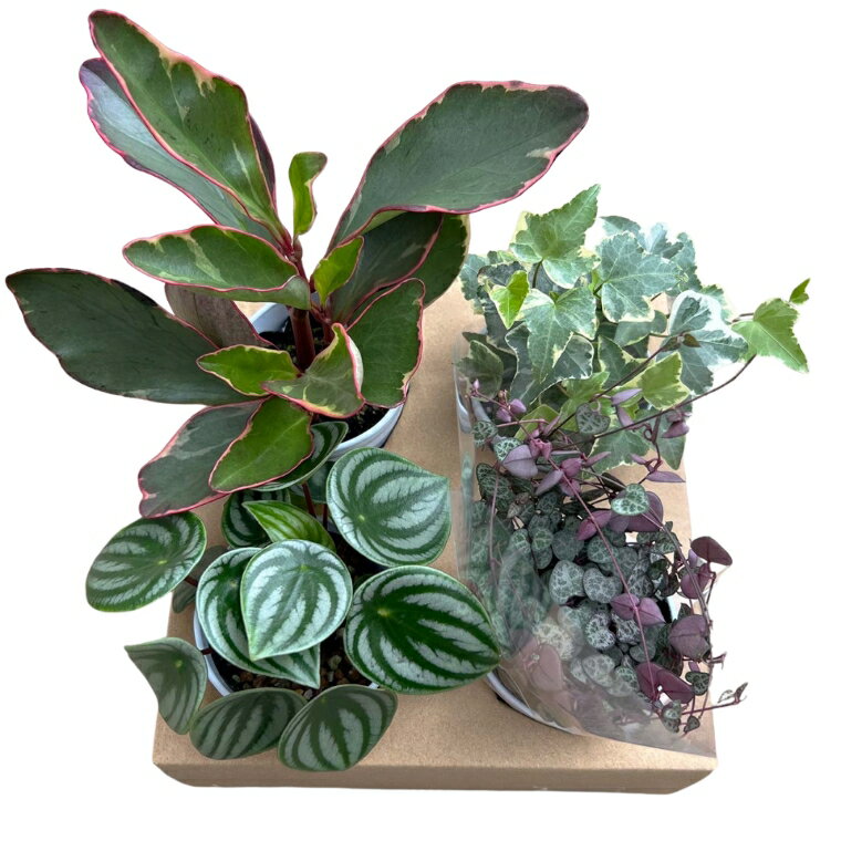 【ふるさと納税】G0748【期間限定】蒲郡で栽培した観葉植物セット（4種）