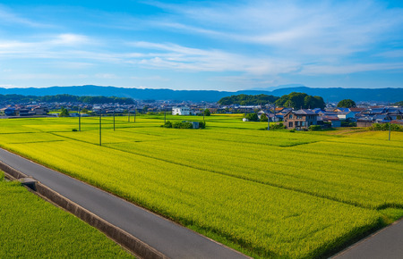 【令和7年産新米予約】ヒノヒカリ 5kg 玄米 ヒノヒカリ