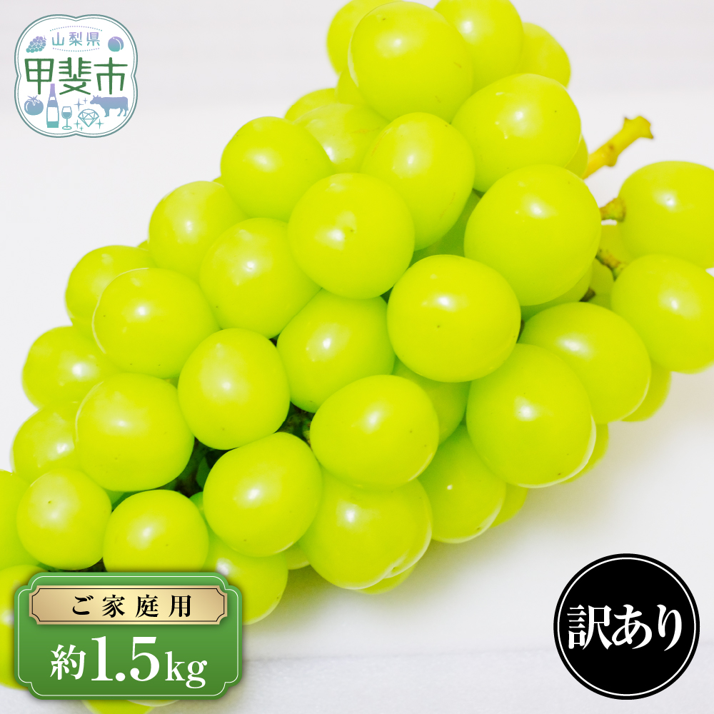 【2025年発送】 ご家庭用 シャインマスカット 約1.5kg 先行予約 山梨県産 産地直送 フルーツ 果物 くだもの ぶどう ブドウ 葡萄 シャイン 新鮮 人気 おすすめ 国産 不揃い 訳あり わけあり ワケアリ 糖度18～糖度20度 甲斐市 山梨 AN-130