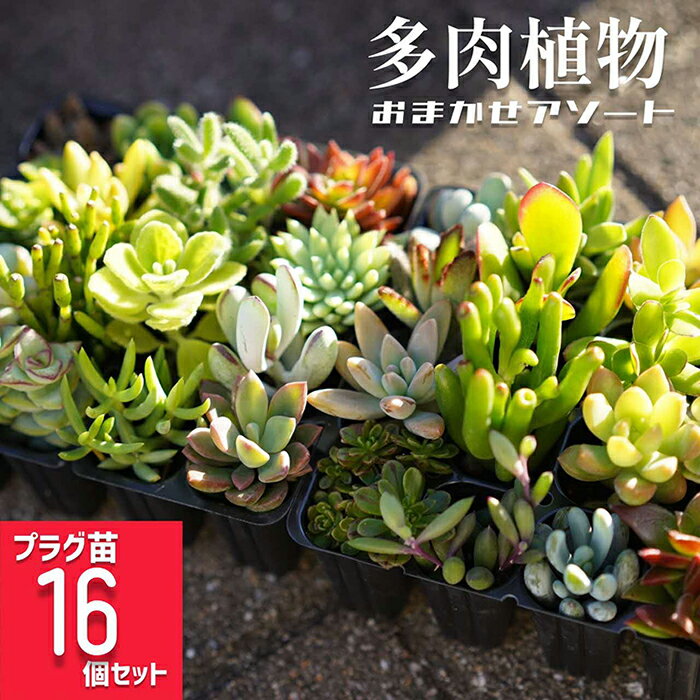 【ふるさと納税】多肉植物 おまかせアソート 16苗セット | 観葉植物 植物 グリーン 多肉 鉢植え ギフト 贈答 贈り物 直送 農家直送 茨城県 古河市 送料無料 プレゼント お祝 ご褒美 記念日 景品 お中元 お歳暮 庭 手入れ 創作 _FC03