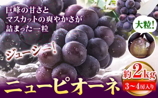 【2026年先行予約】ぶどう ピオーネ ニューピオーネ 約2kg 3~4房 果物 スイーツ フルーツ デザート 葡萄 吉備高原の農園 幸屋 sachiya 岡山県 浅口市《2026年9月上旬から9月中旬に発送予定(土日祝除く)》