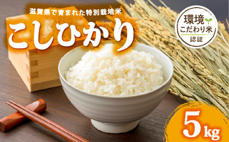 【令和7年産こしひかり】 米 5kg コシヒカリ わたむきファーム