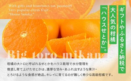 高級柑橘 贈答用ハウスせとか化粧箱8玉～12玉 2月中旬～発送予定 完熟 産地直送 瀬戸田 もりの農園 【瀬戸内産せとか せとか 柑橘 みかん ハウスせとか せとかせとか】