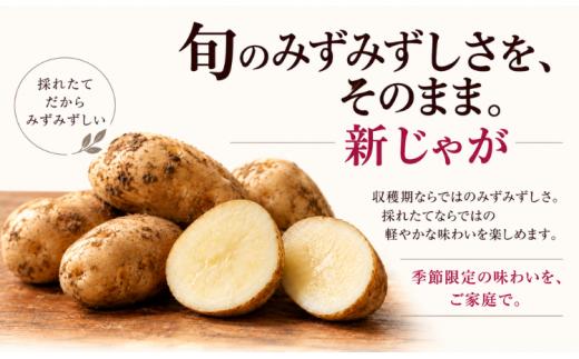 【全3回／きたあかり】じゃがいもは、寝かせるほどおもしろい。新じゃが・越冬・1年熟成定期便 【ふるさと納税 人気 おすすめ ランキング おつまみ ジャガイモ じゃがいも 芋 いも じゃがバター コロッ