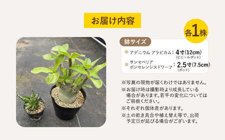 サンセベリア ボンセレンシスドワーフ ＆ アデニウム アラビカム 各1株 sansevieria boncellensis dwarf ＆ Adenium arabicum 長与町/アグリューム[EA