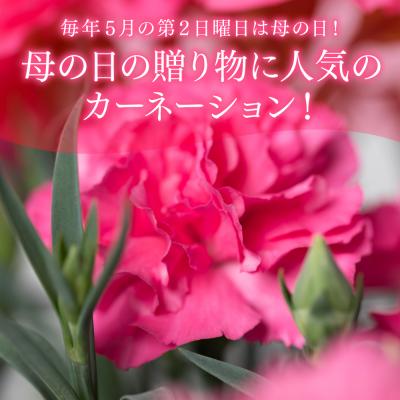 ふるさと納税 八代市 【先行予約】【2026年5月7日〜8日発送】ポットカーネーション ピンク5号鉢_145-5204-B |  | 01