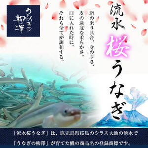 うなぎの柳澤 流水桜うなぎの蒲焼き 計3尾＜計360g＞ うなぎ 鰻 ウナギ 国産 鹿児島県産 九州産 蒲焼き 冷凍 うな重 ひつまぶし a4-096