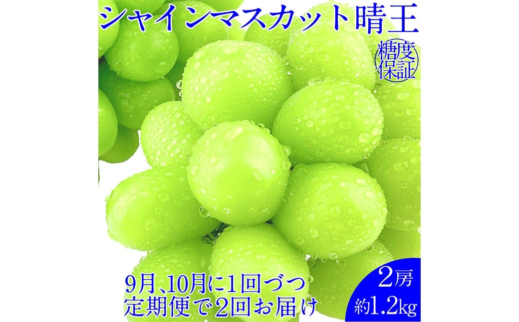 
            晴王 シャインマスカット晴王 2房 約1.2kg 【先行予約：2026年9月上旬～10月下旬発送予定2回定期便】 岡山県産 種無し 皮ごと食べる みずみずしい 甘い フレッシュ 糖度保証 クール発送 瀬戸内 晴れの国 おかやま 果物大国 満天フルーツ
          