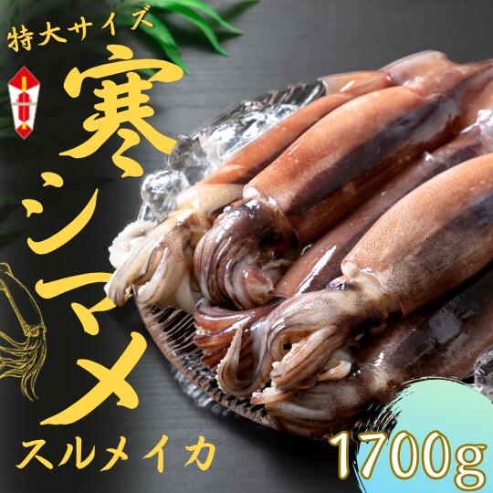 【ふるさと納税】のし付き　朝どれ寒シマメ　スルメイカ【特大】 1.7kg以上 5～6杯 いか イカ スルメイカ CAS CAS冷凍 年末年始 お正月 お歳暮 御歳暮 ギフト 12月24日までのご注文で年内発送