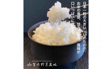 【12ヶ月定期便】【お米番付優秀賞受賞農家】日本一粒の大きいお米『いのちの壱』白米15kg×12回