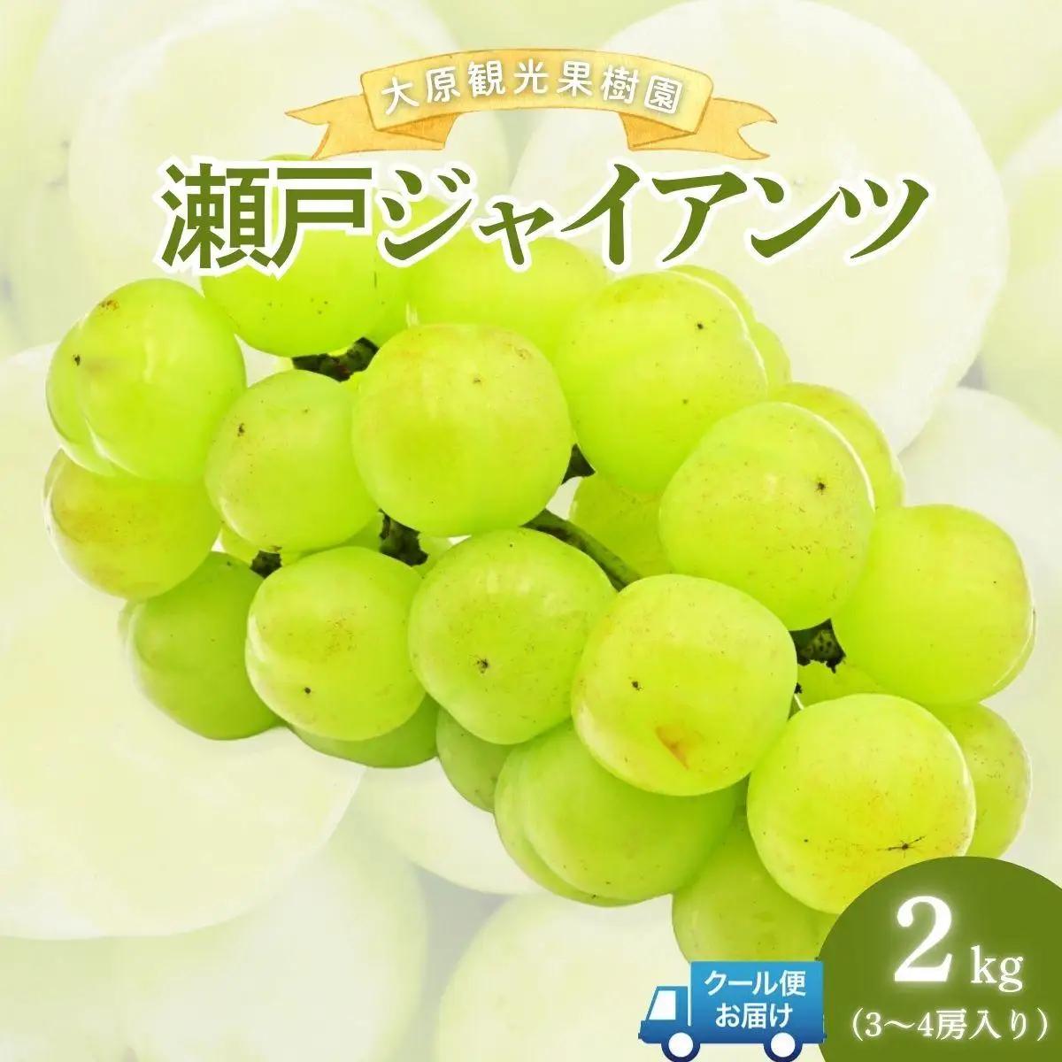 【2026年先行予約】［大原観光果樹園］瀬戸ジャイアンツ  3～4房（約2kg） 026-a016