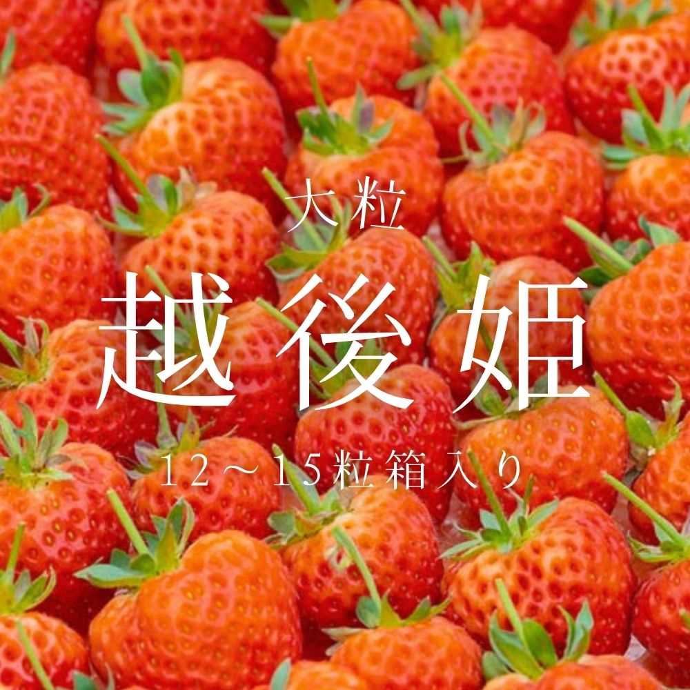 【数量限定】大粒いちご「越後姫」贈答用 12～15粒 約450g　1081005