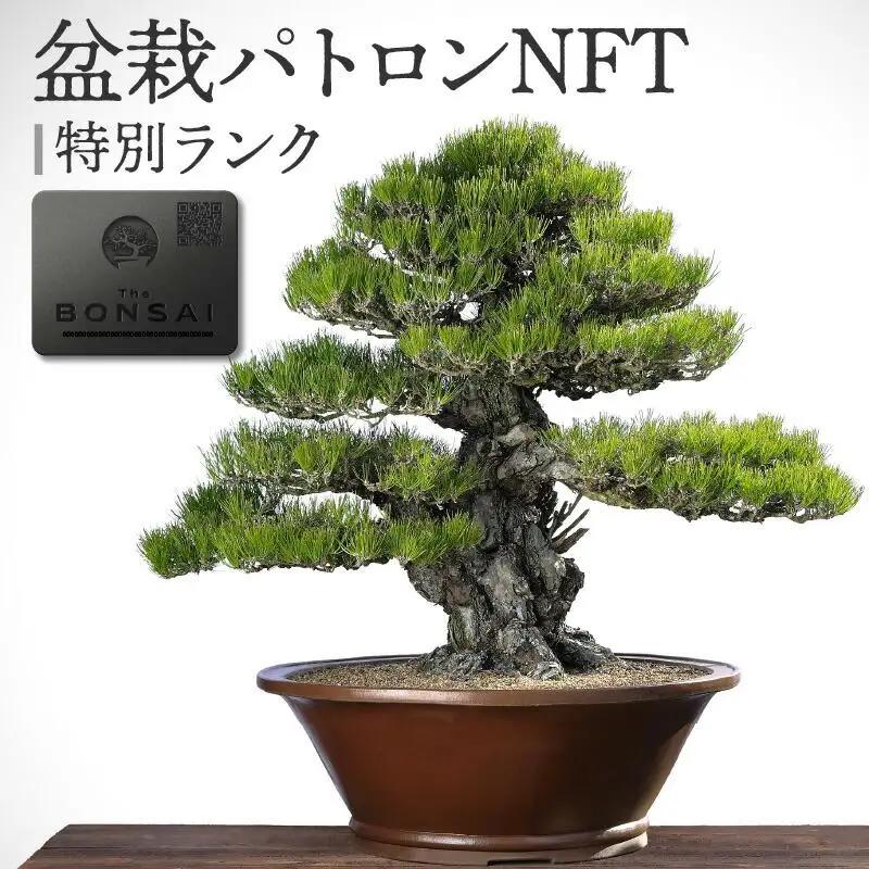 【ふるさと納税】盆栽パトロンNFT 特別ランク（デジタル商品・実物の盆栽は含まれません）