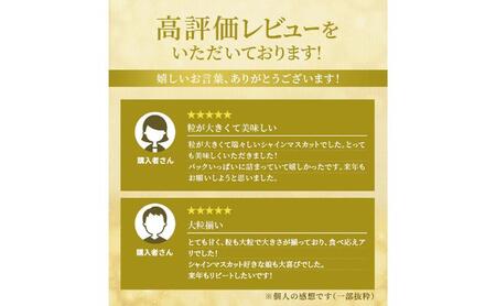 シャインマスカット 柳澤果樹園 訳あり 長野県産 シャインマスカット【約1.1kg】