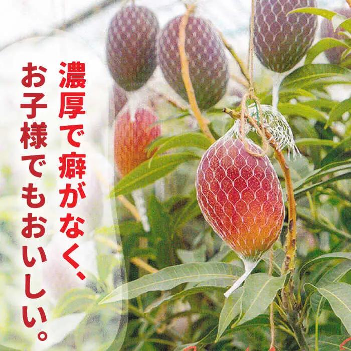 【2回定期便】【2027年7月-発送】マンゴー＆シャインマスカットの豪華セット / 南島原市 / 松川農園 [SAX004]