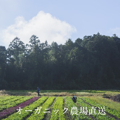 【毎月定期便】しあわせ野菜畑のシェフS セット　(訳あり規格外の有機野菜を一部使用)全6回【配送不可地域：離島・北海道・沖縄県・四国・九州】