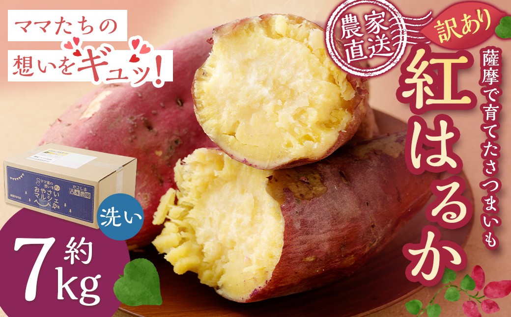 【訳あり】【農家直送】2026年明け発送 ママたちの想いをギュッ！薩摩で育てたさつまいも（紅はるか）洗い 規格外 7kg