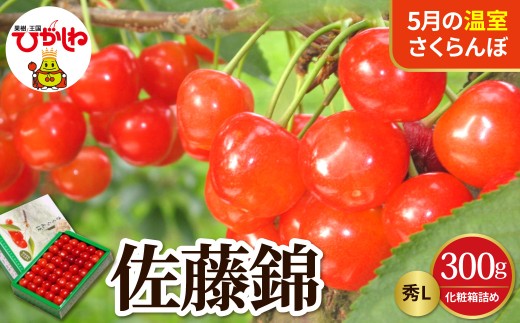 【2027年産 先行予約】 採れたて！5月の温室さくらんぼ「佐藤錦」 秀L 300g化粧箱詰め 山形県 東根市 晴天畑提供 hi026-067-r9 サクランボ フルーツ 果物 くだもの 加温 佐藤錦 期間限定 先行受付 300g 化粧箱入り 冷蔵配送 グルメ ご当地 特産直送