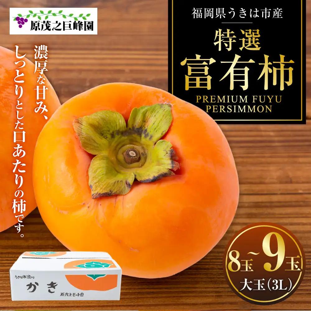 【先行予約】原茂之巨峰園 特撰 富有柿 大玉(3L) 8玉から9玉 2025年11月中旬から11月下旬 出荷予定