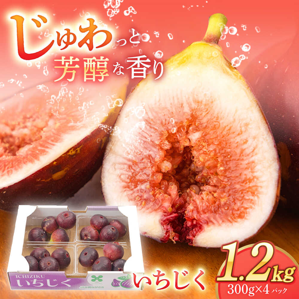 【ふるさと納税】朝獲れ ほぼ完熟いちじく 約1.2kg（300g×4パック）【田崎FARM】[OCU004] / 冷蔵発送 フルーツ 無花果 イチジク フィグ 化粧箱入り 贈答用 くだもの 果物 ジャム 大玉 お取り寄せ 一万円台 1万円台 長崎県 九州産 人気いちじく 長崎県産フルーツ 川棚町 果実
