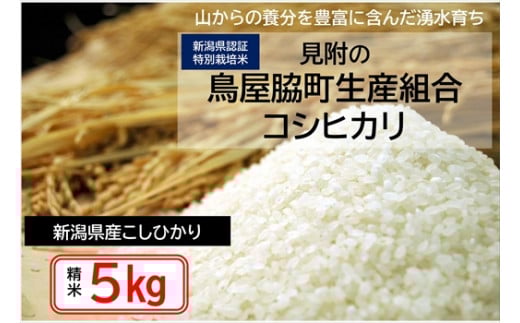 米 5kg 新潟県産 コシヒカリ 特別栽培米 令和6年産 「鳥屋脇町生産組合コシヒカリ」 精米したてをお届け 新潟のど真ん中見附市 こしひかり 県認証米