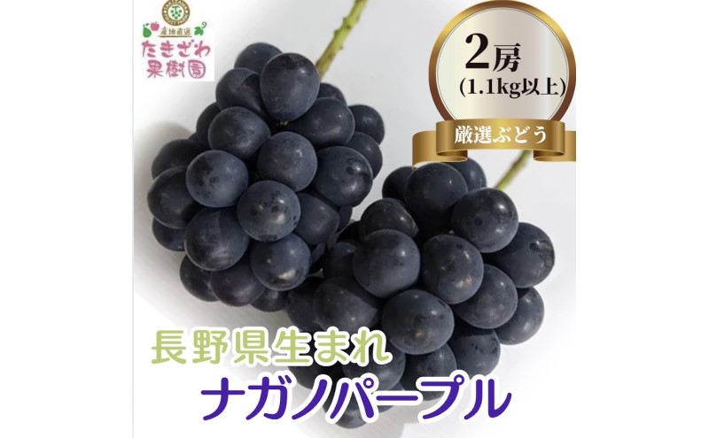 ナガノパープル 約1.1kg以上 2房～3房 たきざわ果樹園 ぶどう 長野 マスカット ブドウ フルーツ 果物 【 果物類 】 