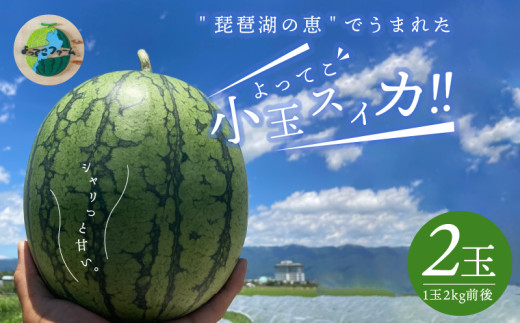 よってこ小玉すいか2玉 　先行予約 ピノガール 夏の果物 糖度が高い 西瓜 小玉 よってこファーム フルーツ デザート 果物 お取り寄せ 滋賀県 守山市  DG-0004