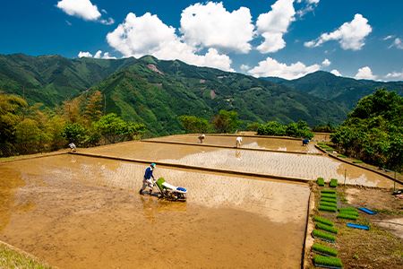 【世界農業遺産】 仙人の棚田米 5kg 椎葉産 米 産地直送