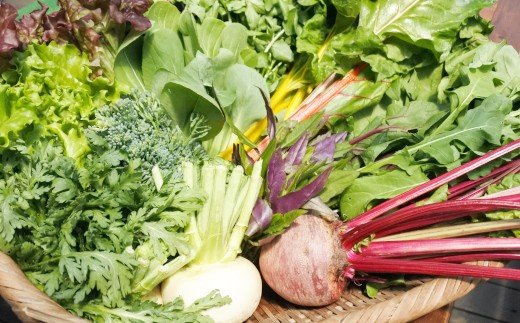 「南阿蘇オーガニック」旬の野菜セット10種類以上詰め合わせ