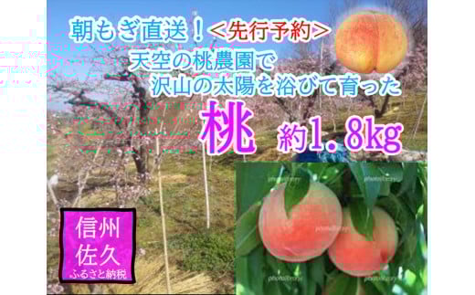 【先行予約】長野県 標高700m育ちの桃 約1.8kg（中玉・大玉）＜2025年8月1日～17日出荷／北海道・沖縄・離島は配送不可＞信州　果物　旬彩　期間限定【 フルーツ もも 長野県 佐久市 旬彩 】