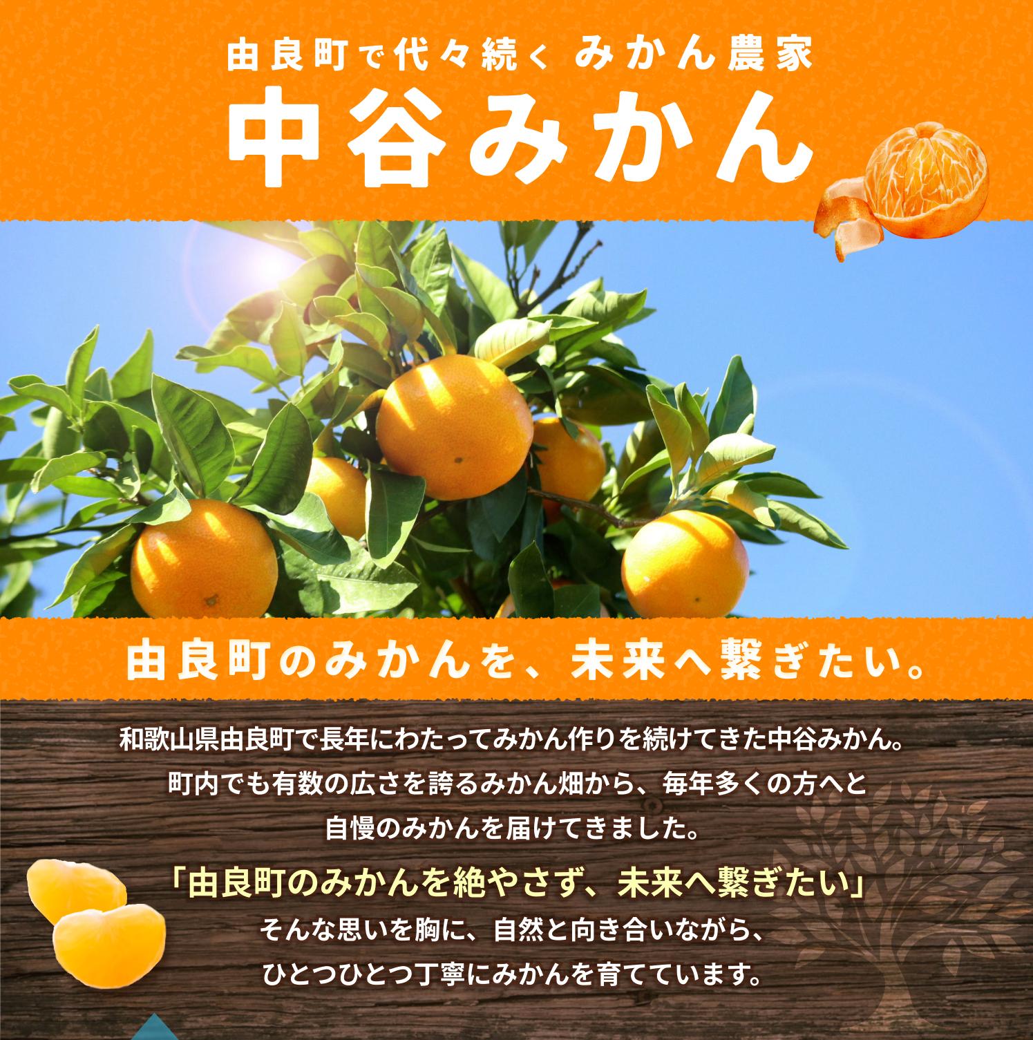 温州みかん 7.5kg 2S〜2Lサイズ混合 ※2025年12月上旬〜順次発送 / 温州 ミカン 農家直送　完熟 密柑 くだもの  果実  柑橘 果物 フルーツ 和歌山県 由良町 人気 おすすめ 産地