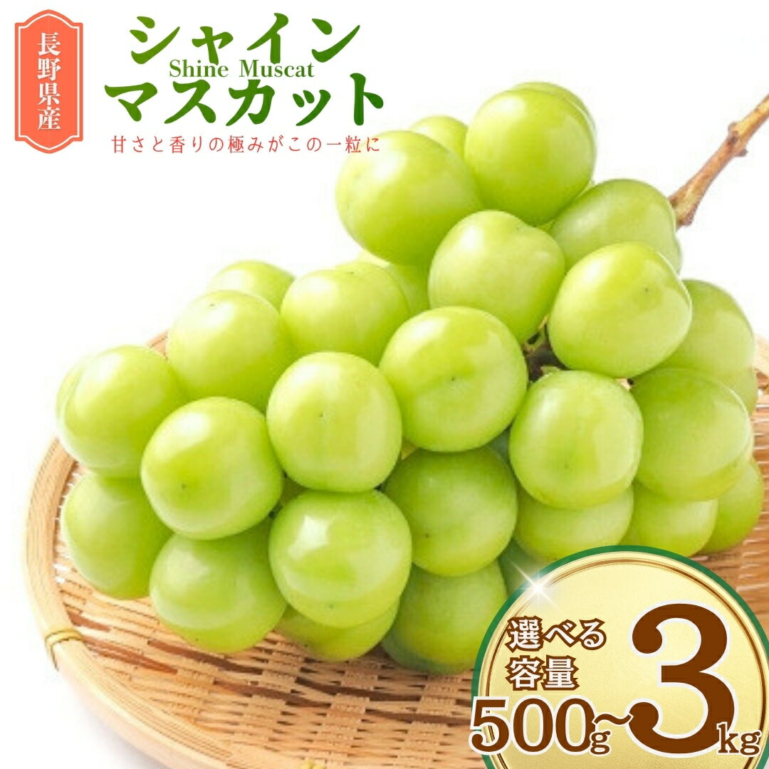 ランキング 入賞 ! シャインマスカット 約1.5kg 〈2023年9月初旬〜順次発送予定〉 ｜ ぶどう 葡萄 種なし フルーツ 特産品 千曲市 長野県 先行予約