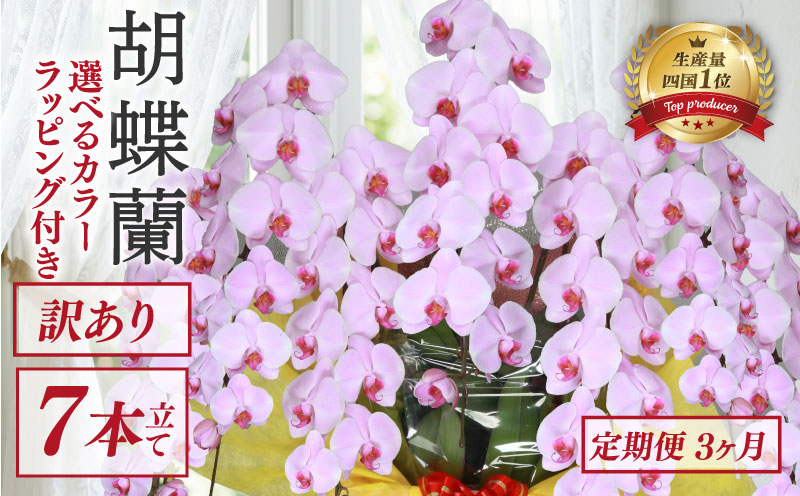 【定期便3ヶ月】 【訳あり】 胡蝶蘭 7本立て ピンク 花 はな お花 日付指定 記念日 お祝い プレゼント ギフト 贈答 贈り物 選べる カラー ラッピング 鉢花 鉢植え 洋蘭 洋ラン 冠婚葬祭 蘭 らん 新築祝い 豪華 華 華やか はなやか 敬老 誕生日 人気 ランキング おいわい 開店祝い 開業祝い こちょうらん きねんび 四国 生産数 一位 1位 いちい ふるさと納税 大輪 産地直送