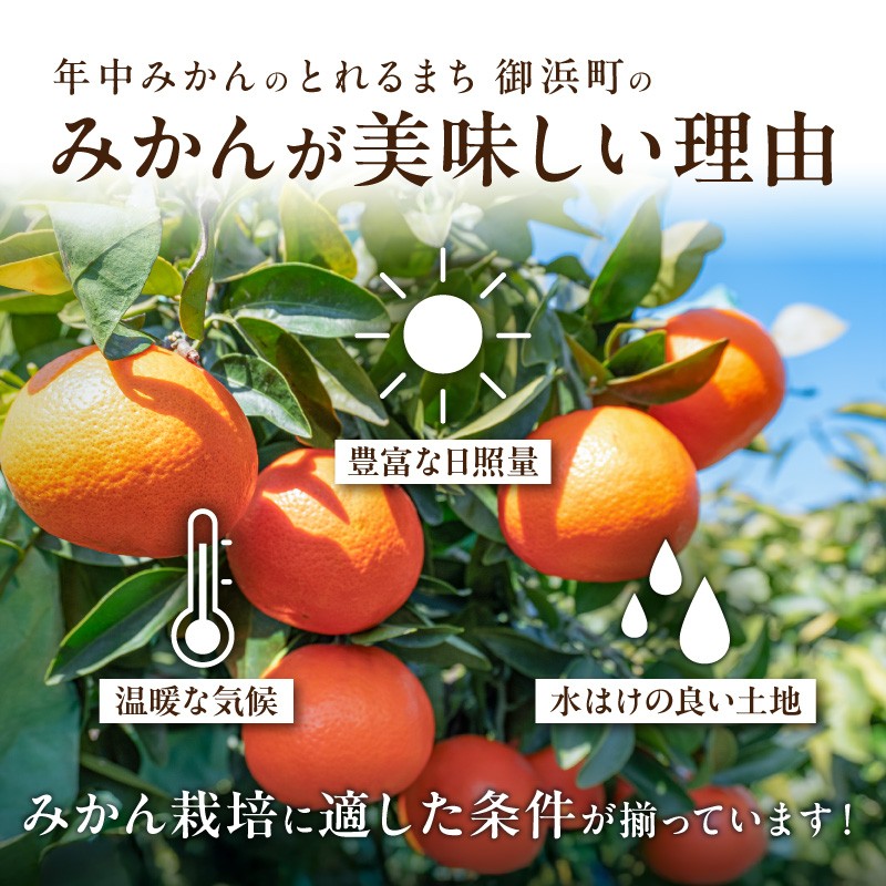 【2026年発送 先行予約品】