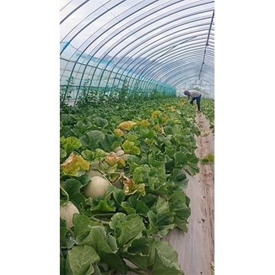 【2026年7月中旬以降発送】北海道　くんねっぷメロン2玉 【配送不可地域：離島・沖縄県】