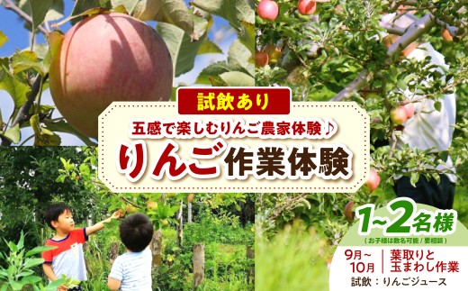 りんご 作業体験（葉取り・玉まわし／9～10月） 体験型 返礼品 農業 大人2名まで 子どもも一緒に！【トキあっぷる社】青森県 五所川原市 体験型返礼品 収獲体験 収穫 摘果 葉取り 枝切り