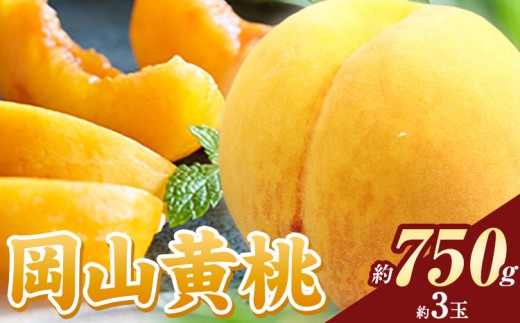 まだ間に合う今年発送！ 桃 岡山の黄桃 約750g《2026年8月下旬-9月下旬頃出荷》 ご家庭用 訳あり 岡山 旬 モモ もも 先行予約 送料無料 果物 岡山県 笠岡市 クール便